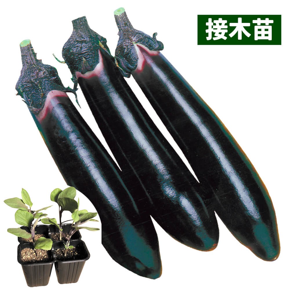 接木4連ポット野菜苗 太長ナス 接木4連F1黒仙 4株