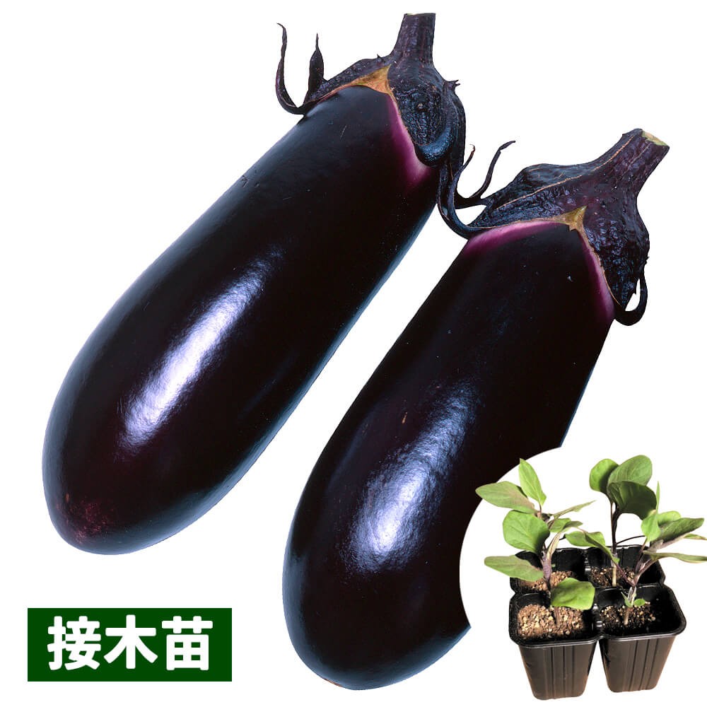 接木4連ポット野菜苗 中長ナス 接木4連F1黒味 4株