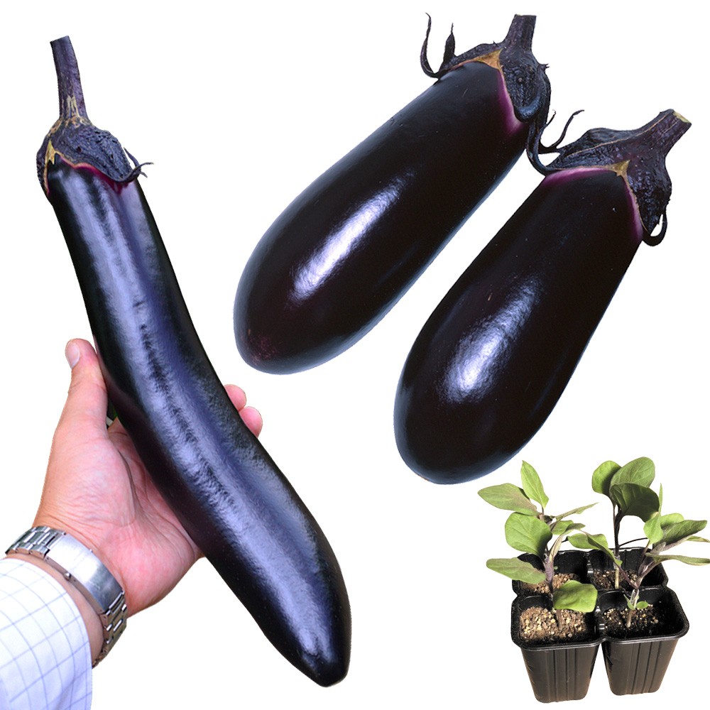 接木4連ポット野菜苗 接木4連人気ナスセット 2種8株（送料無料）