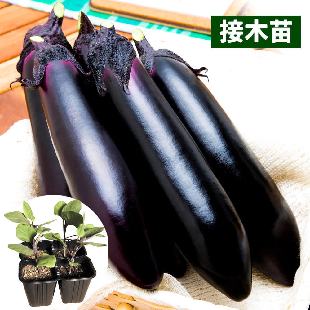 接木4連ポット野菜苗 太長ナス 接木4連F1PC筑陽 4株