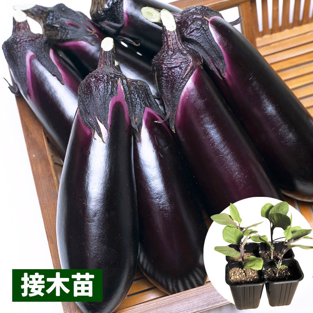 接木4連ポット野菜苗 中長ナス 接木4連F1とげなし千両二号（農林水産省登録品種 登録名：とげなし湘南1号） 4株