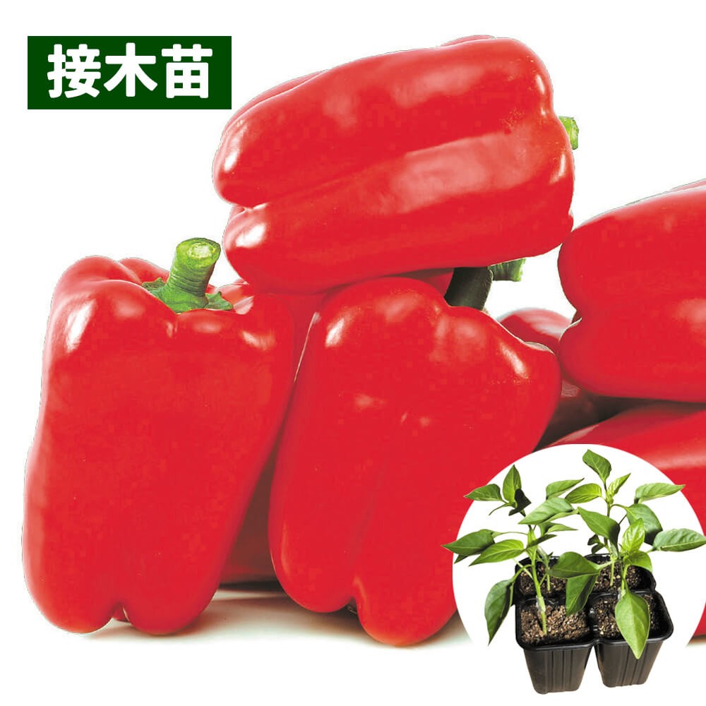 接木4連ポット野菜苗 パプリカ 接木4連F1レッドスター 4株