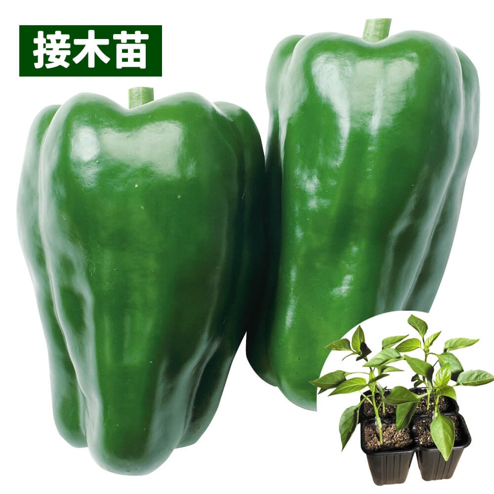 接木4連ポット野菜苗 ピーマン 接木4連F1京波 4株