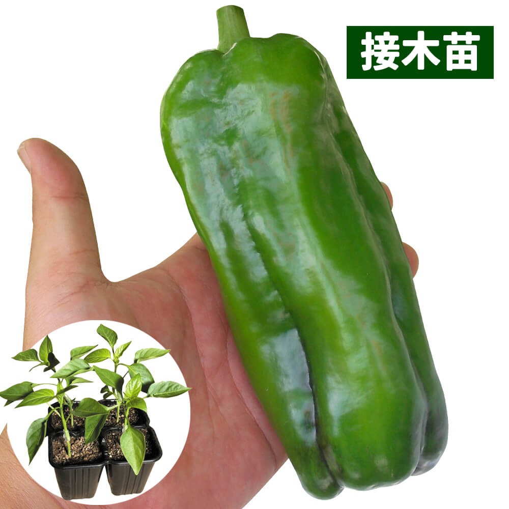 接木4連ポット野菜苗 ピーマン 接木4連F1ウルトラジャンボ 4株