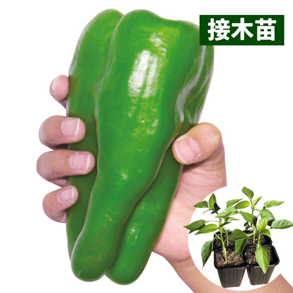接木4連ポット野菜苗 ピーマン 接木4連F1スイートロング 4株