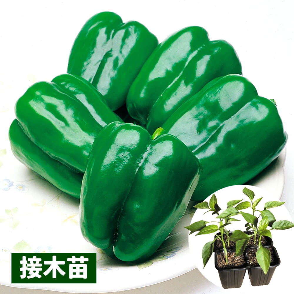 接木4連ポット野菜苗 ピーマン 接木4連F1グリーンベル 4株