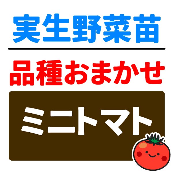 実生野菜苗 品種おまかせ実生ミニトマト 2株
