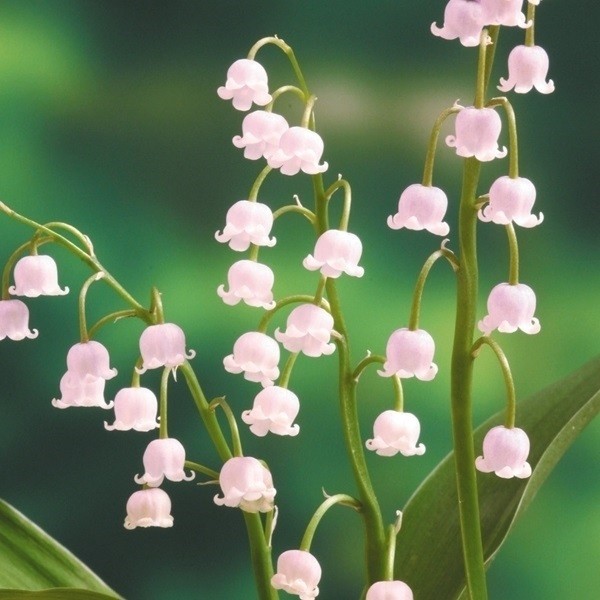 ラン・山野草 ドイツスズラン ピンクスズラン 2株