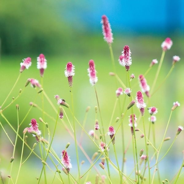 ラン・山野草 ワレモコウ ピンクタンナ 2株