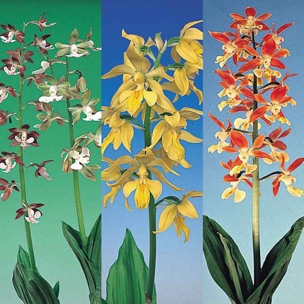 ラン・山野草 エビネラン 南九州産エビネミックス