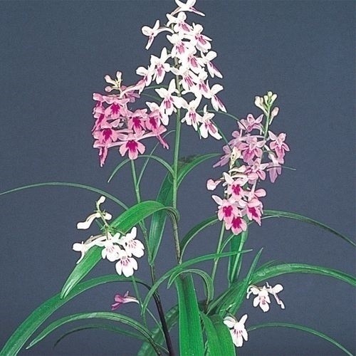 ラン ウチョウラン銘品交配混合