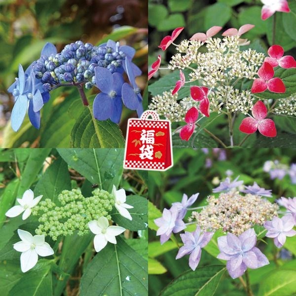 ラン・山野草 山アジサイ福袋 3株