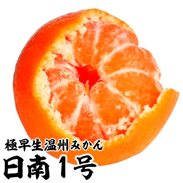 果樹苗 カンキツ 温州みかん 日南1号 1株