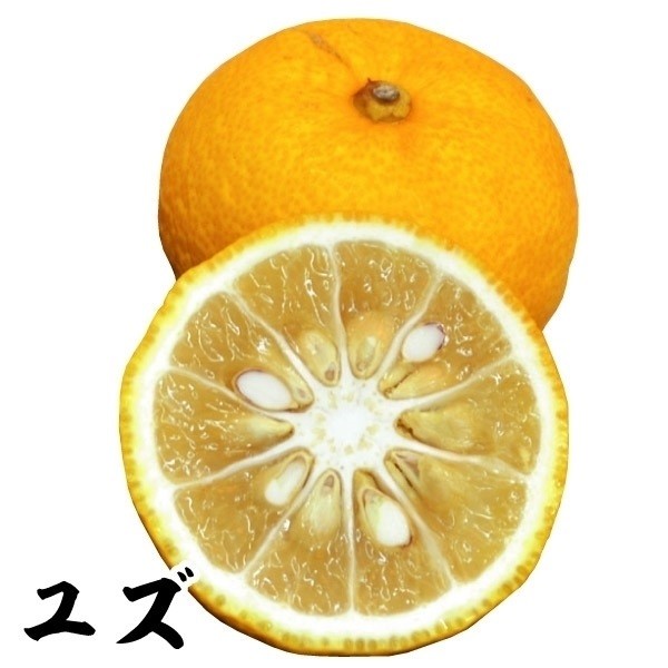 果樹苗 カンキツ ユズ 1株