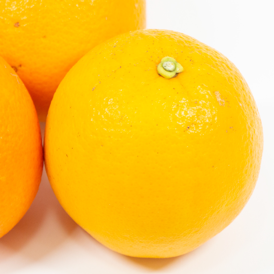 果樹苗 カンキツ オレンジ 村上ネーブル 1株