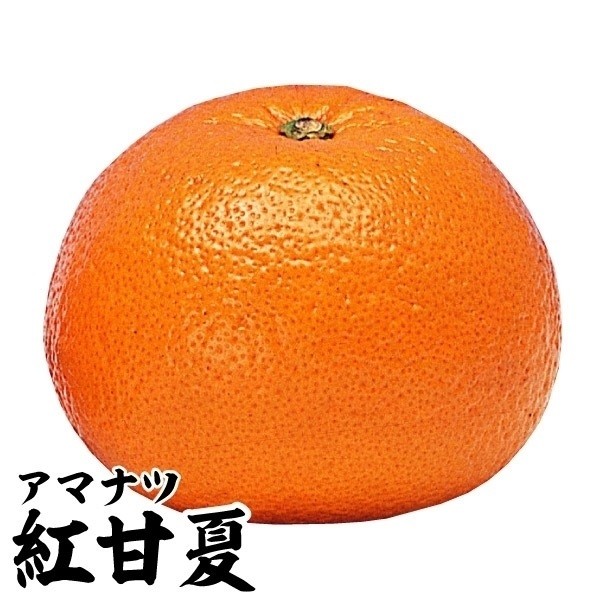 果樹苗 カンキツ 紅甘夏 1株