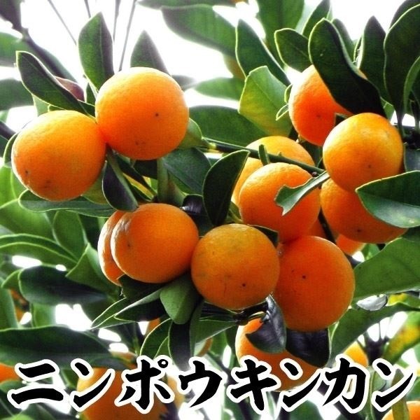 果樹苗 カンキツ キンカン ニンポウキンカン 1株
