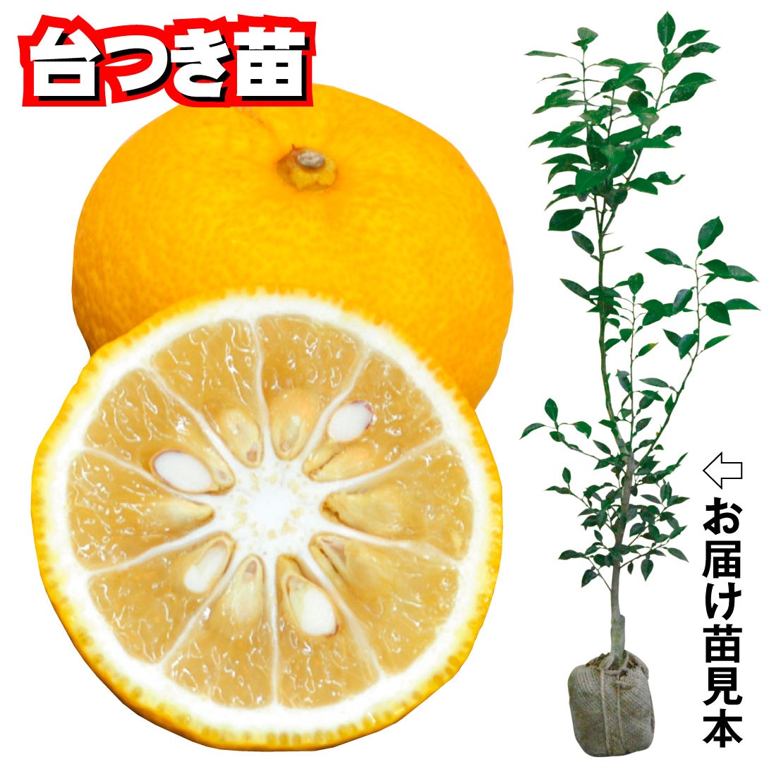 果樹苗 カンキツ ユズ 台つき苗 1株