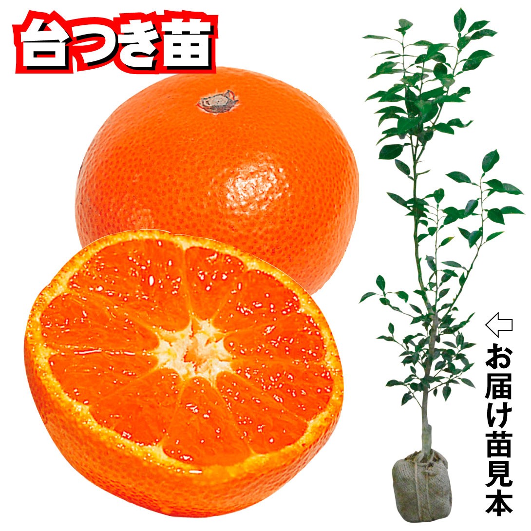 果樹苗 カンキツ 早生温州みかん 山下紅早生 台つき苗 1株