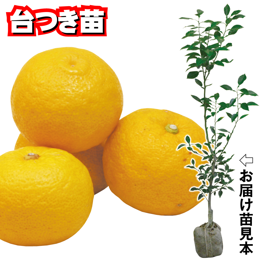 果樹苗 台つきカンキツ ユズ トゲなしユズ台つき 1株