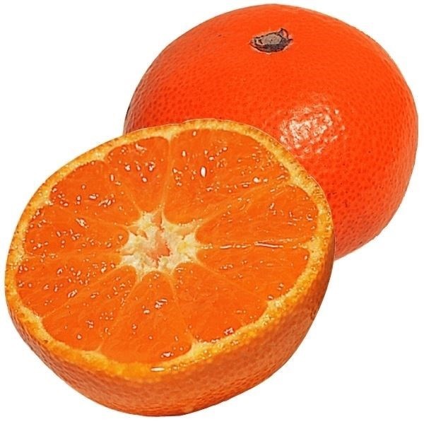 果樹苗 カンキツ 温州みかん 山下紅早生