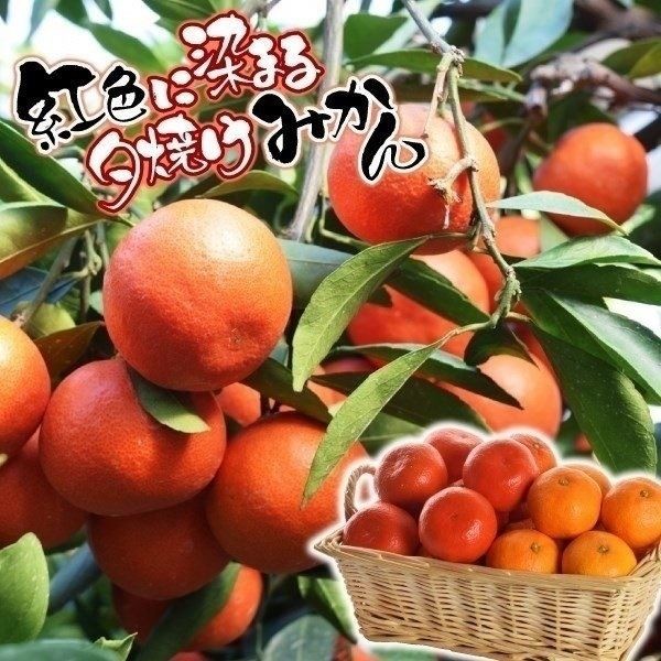 果樹苗 カンキツ 温州みかん 小原紅早生
