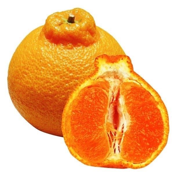 果樹苗 カンキツ 不知火(しらぬひ) 1株