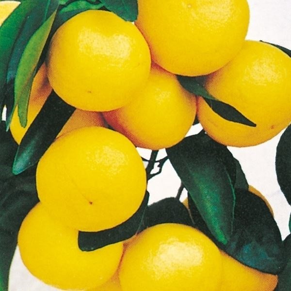 果樹苗 カンキツ 日向夏 西内小夏 1株