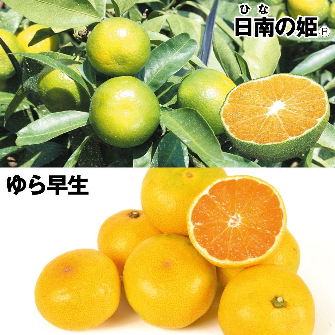 果樹苗 カンキツ 極旨早生みかんセット 2種2株