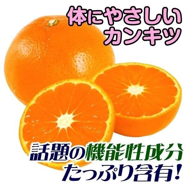 果樹苗 カンキツ かんきつ中間母本農6号PVP 1株