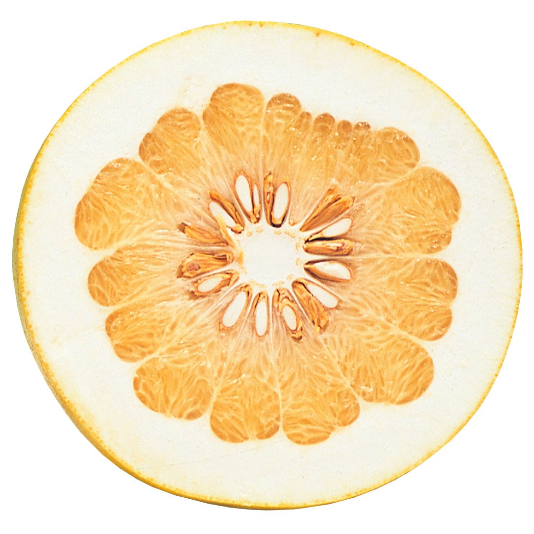 果樹苗 カンキツ 晩白柚(ばんぺいゆ) 1株