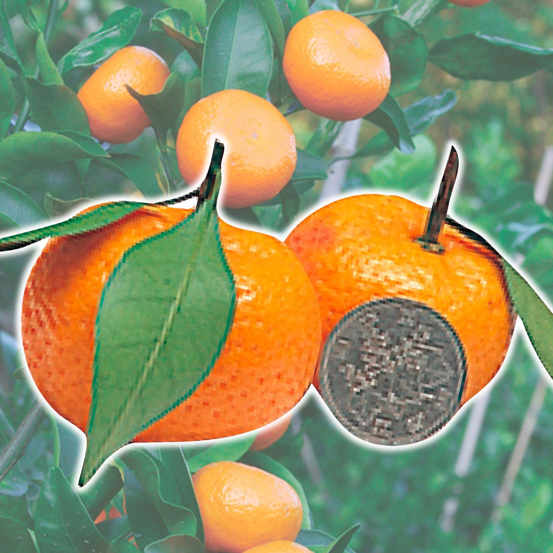 果樹苗 カンキツ 無核紀州 1株