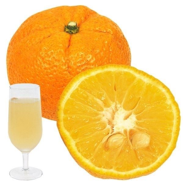 果樹苗 カンキツ じゃばら 1株