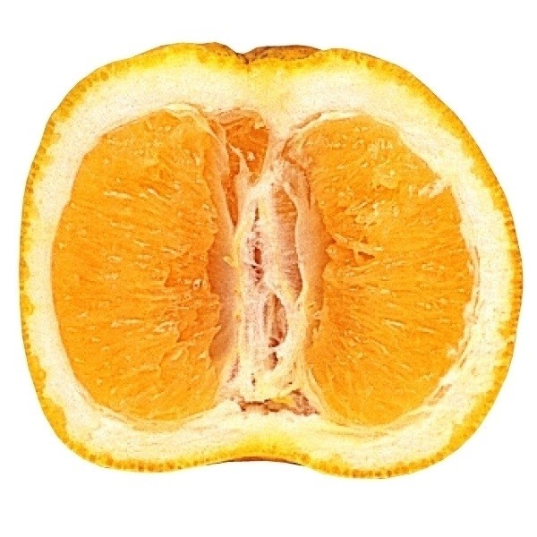 果樹苗 カンキツ タネなしユズ 多田錦 1株