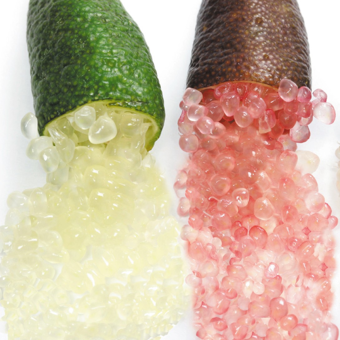 果樹苗 カンキツ フィンガーライム 緑＆赤 2種2株