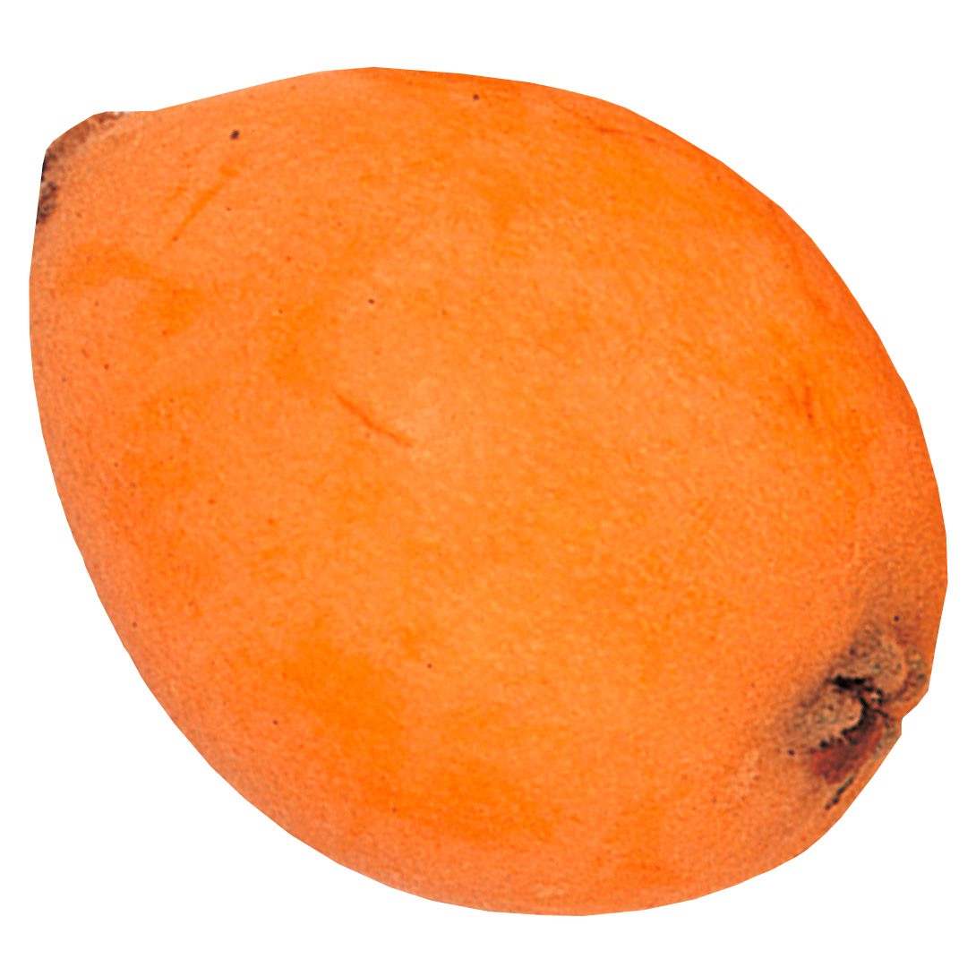 果樹苗 ビワ 田中 1株