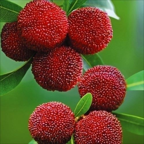 果樹苗 ヤマモモ苗 東魁(メス木)