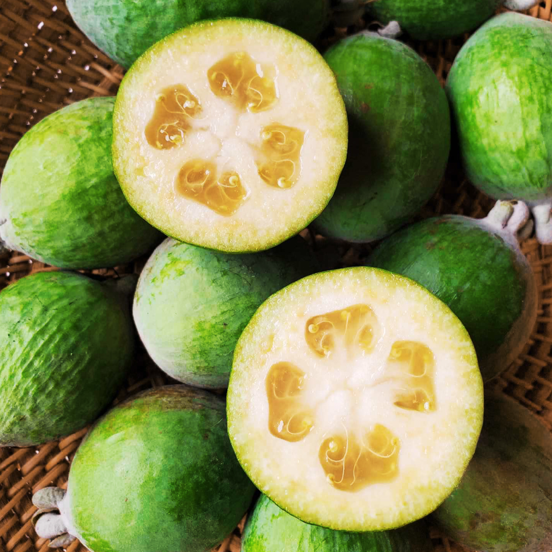 果樹苗 フェイジョア パイナップルジェム 1株