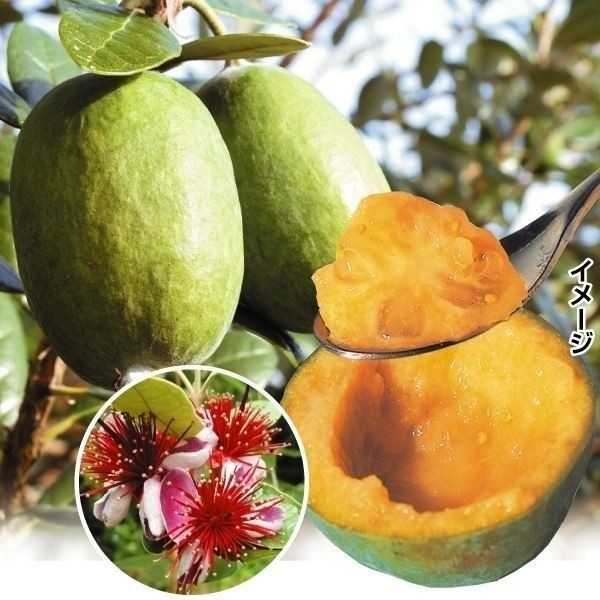 果樹苗 フェイジョア アポロセレクト 1株
