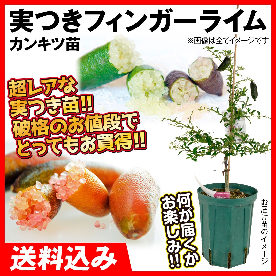果樹苗 カンキツ フィンガーライム実つき (品種見計らい・名称付き） 1株 送料無料