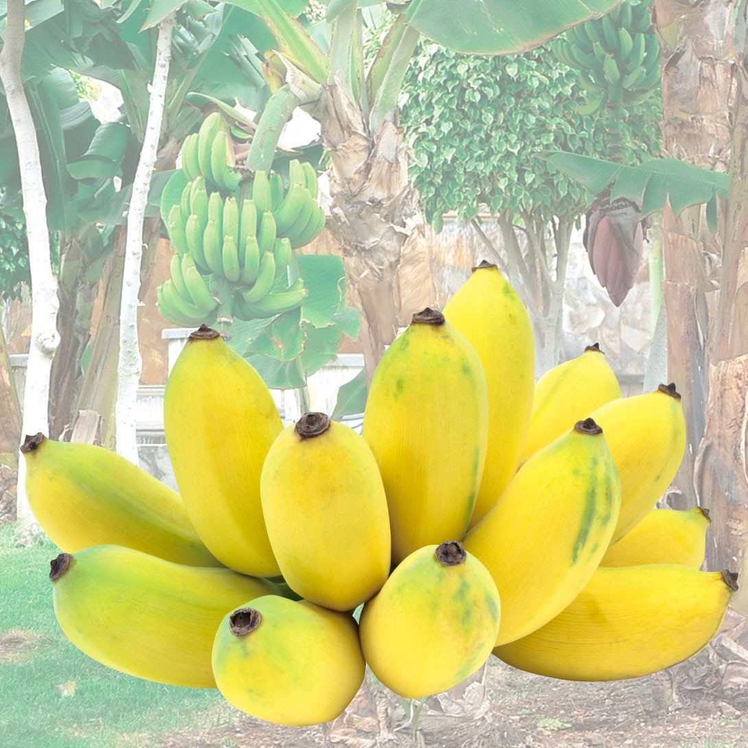 果樹苗 耐寒性バナナ ドワーフナムワーハーディ