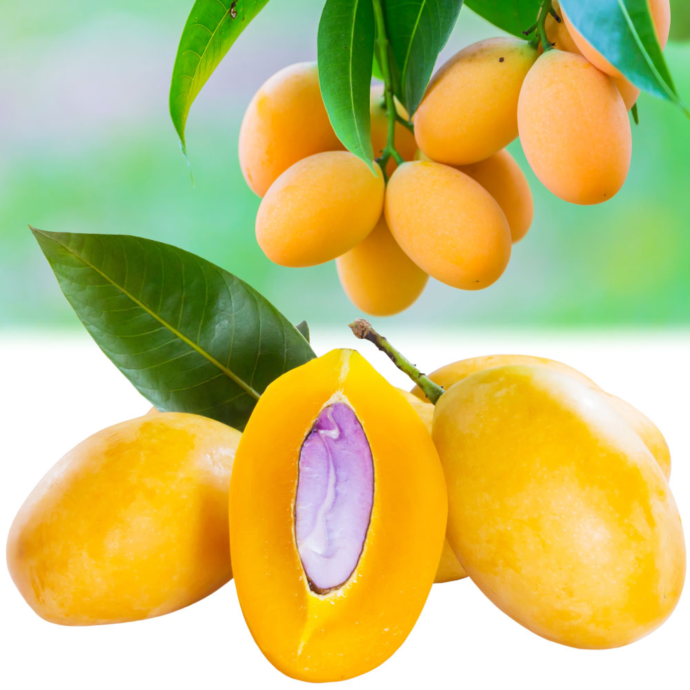 果樹苗 マンゴー マヨンチット(プラムマンゴー) 1株