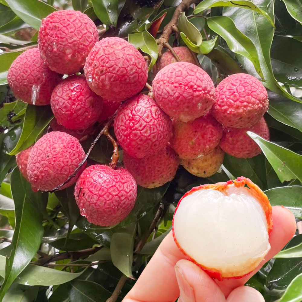 果樹苗 ライチ 竹葉ライチ 1株