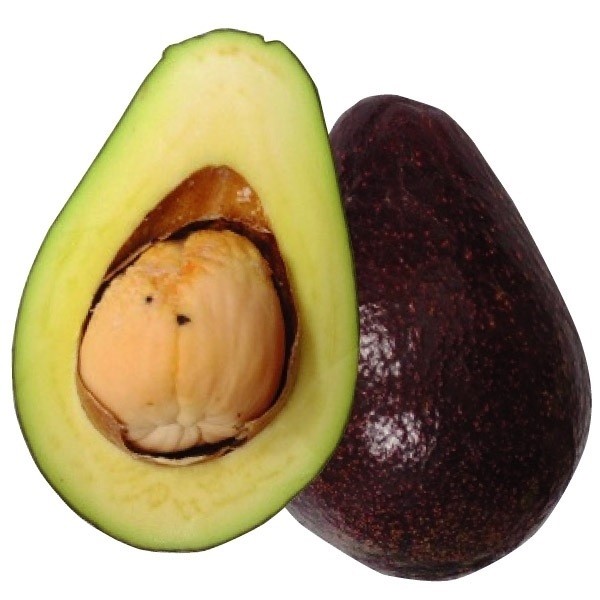 果樹苗 アボカド メキシコーラ Aタイプ 1株