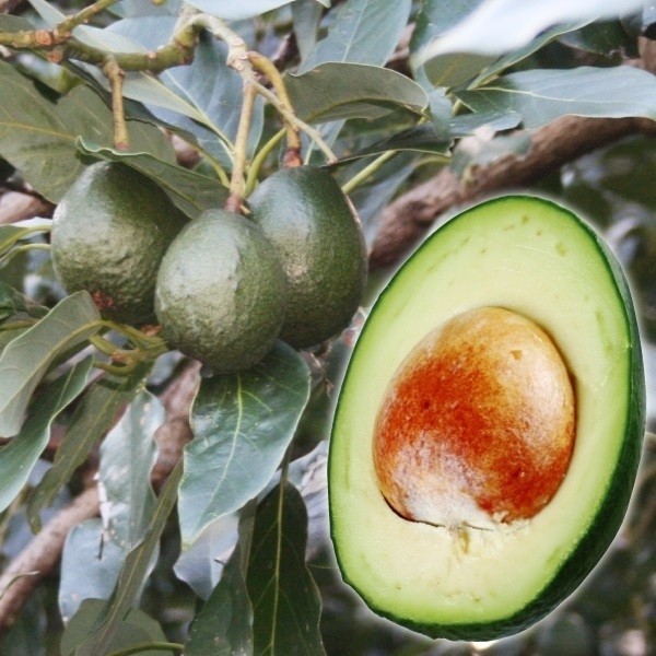 果樹苗 アボカド ベーコン Bタイプ 1株