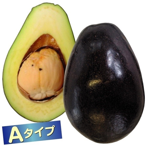 果樹苗 アボカド メキシコーラグランデ Aタイプ 1株