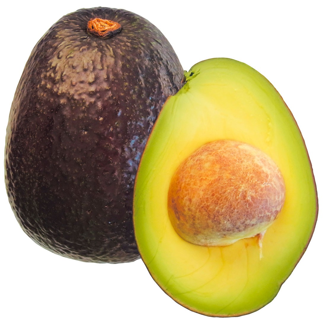 果樹苗 アボカド マラマ Bタイプ 1株