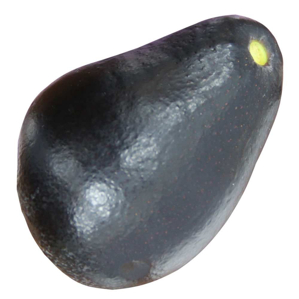 スチュワート　アボカド◎　１株