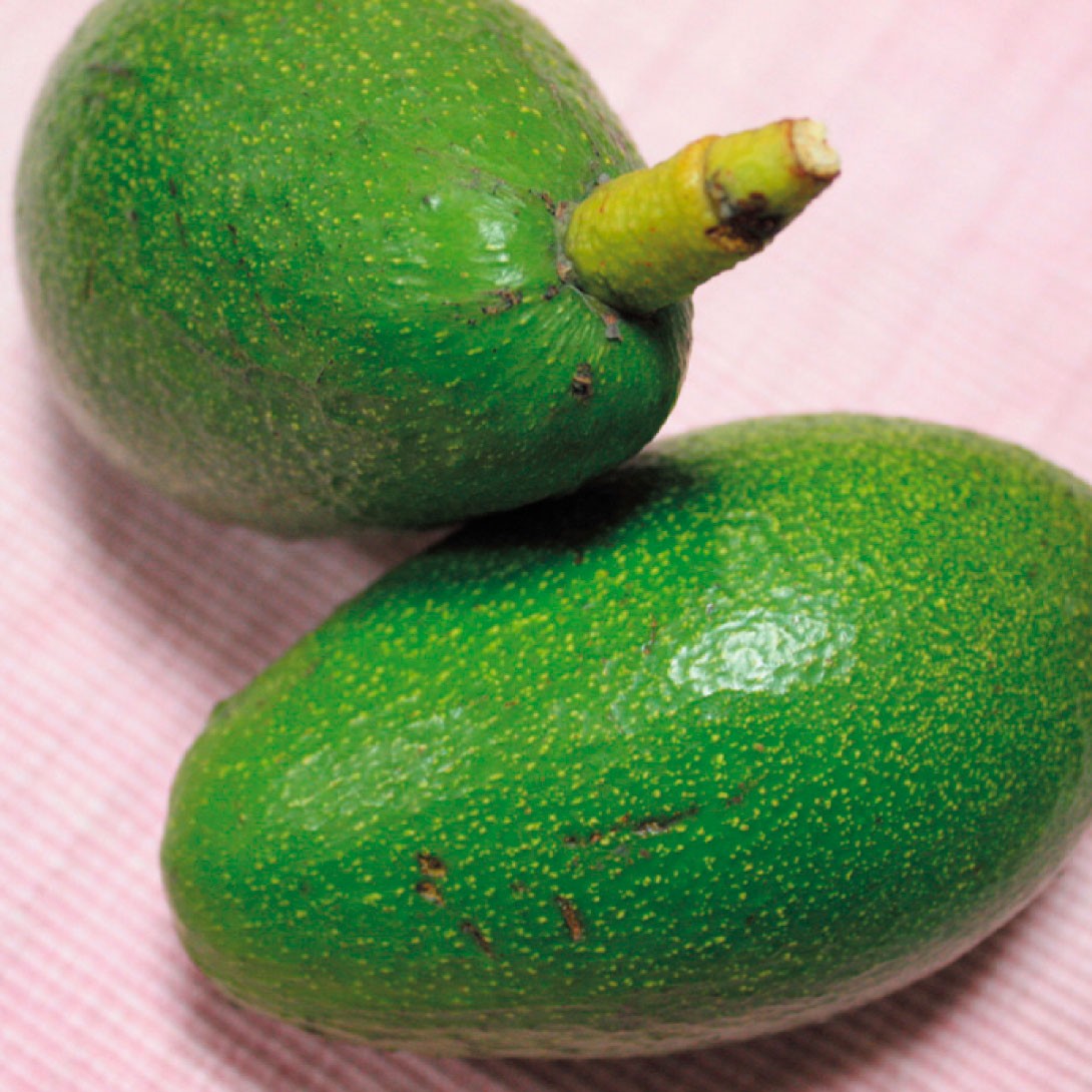 果樹苗 アボカド エッティンガー Bタイプ 1株