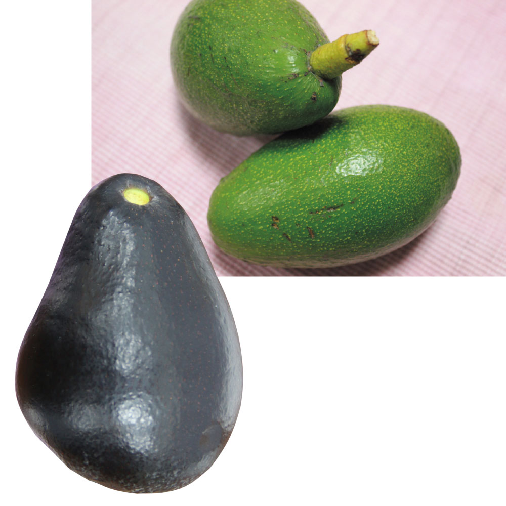 果樹苗 アボカド 寒さに強いアボカドCセット 2種2株